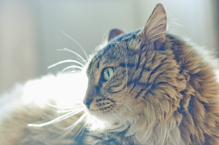 Portrait of fluffy catの写真素材