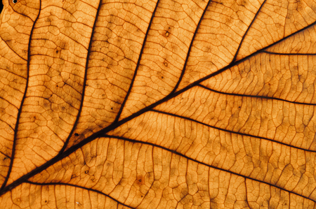 Bright dry autumn leaf close-up. Autumn leaf in backlightの写真素材