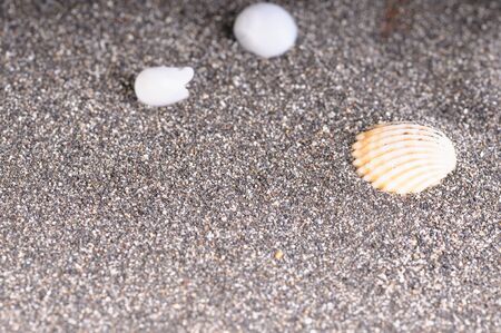 Sea sand and seashells. Underwater background. Bottom.