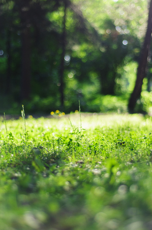 Summer background with fresh green grass in the Parkの写真素材