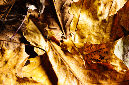 Autumn leaves on a dark backgroundの写真素材