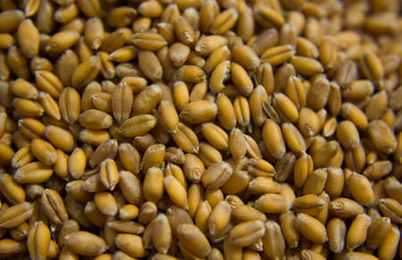 Closeup of grains of wheat.