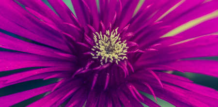 Macro shot  of a beautiful purple flower.の写真素材