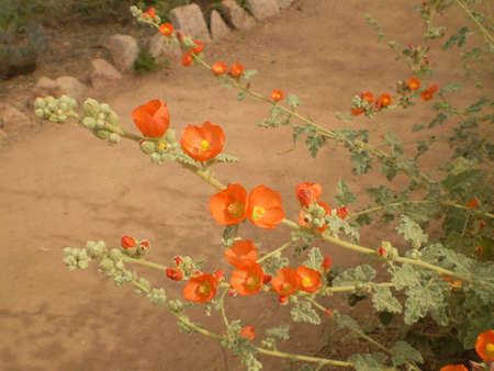 Orange desert flowersの写真素材
