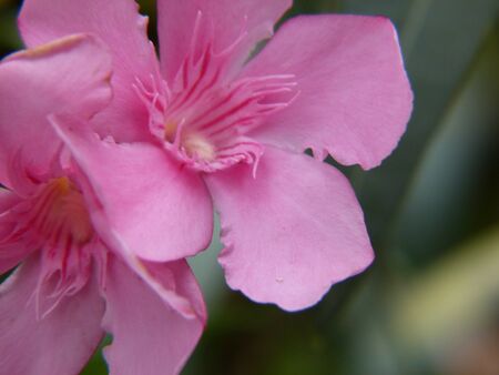 purle pink flower
