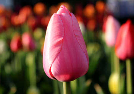 pink tulipの写真素材