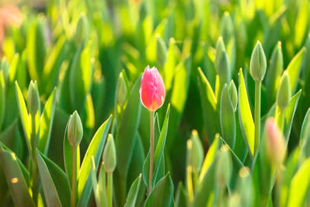 Tulip closeup の写真素材