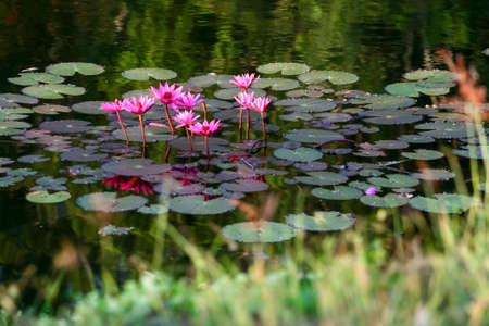 Pink lotus on green water, Chiang Mai, Thailandの写真素材