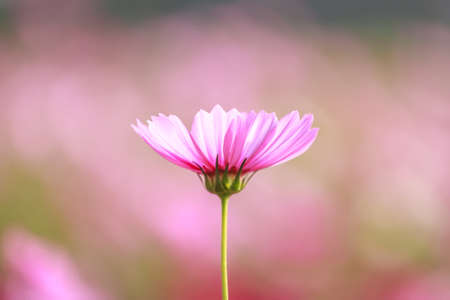 Beautiful cosmos in gardenの写真素材