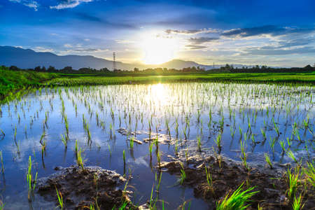 Young rice field with mountain sunset , Chiang Mai, Thailandの写真素材
