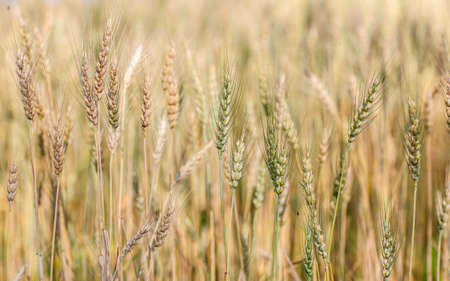 Golden barley field, Chaing Mai, Thailandの写真素材