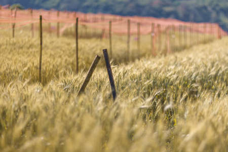 Golden barley field, Chaing Mai, Thailandの写真素材
