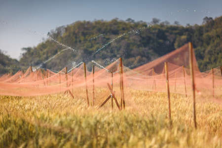 Watering of golden barley field, Chaing Mai, Thailandの写真素材