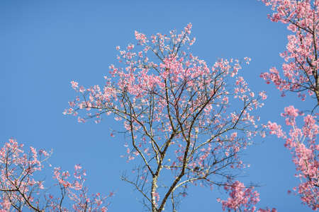 Beautiful cherry blossom, Chiang Mai, Thailandの写真素材