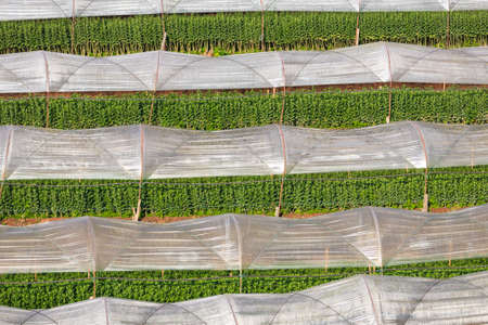 Greenhouse Plant, Royal Project , Doi Inthanon, Chiang Mai, Thailand