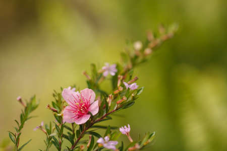 Beautiful cherry blossom, Chaing Mai, Thailandの写真素材