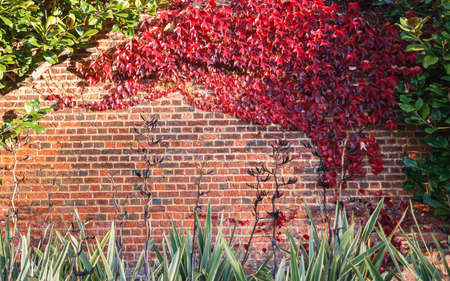 Red leaf on brick wallの写真素材