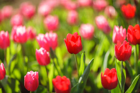 Beautiful colorful tulips in gardenの写真素材
