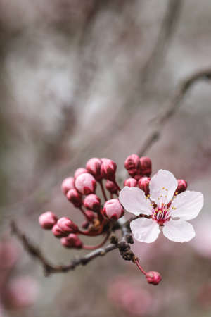 Cherry blossom  Sakura flowers の写真素材