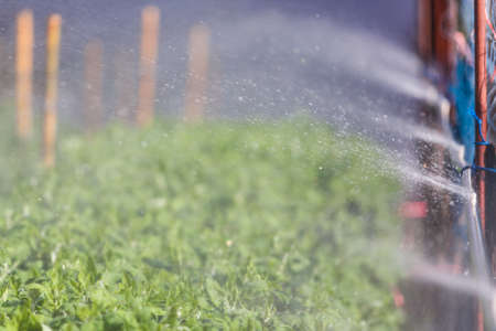 Organic plat being watered in a green houseの写真素材