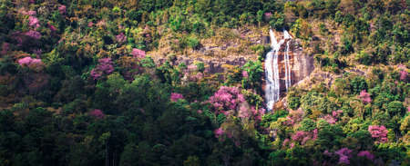Cherry blossom blooming on tropical mountain, Chiang Mai, Thailandの写真素材