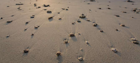 Beautiful beach and crystal clear sea at tropical island, Similan island, Andaman sea, Thailand