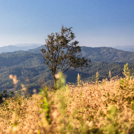 Lonely tree on tropical mountain, Chiang Mai, Thailandの写真素材
