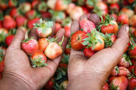 Fresh strawberries in the hands of a old womanの写真素材