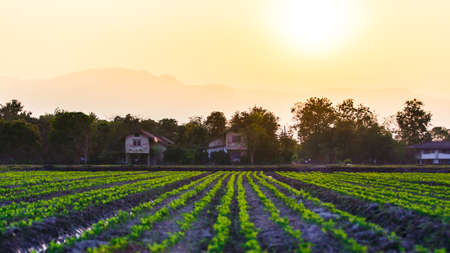 Cultivated land in a rural landscape at sunsetの写真素材