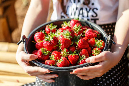 Red juicy fresh strawberries closeup in a basketの写真素材