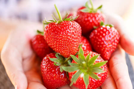 Fresh strawberries handpicked from a strawberry farmの写真素材