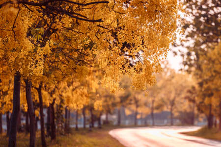 Beautiful Golden Shower Tree Under Blue Sky, Chiang Mai, Thailandの写真素材