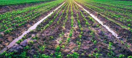 Young soybean growing on field Shallow depth of fieldの写真素材