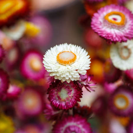 Everlasting  Straw  flowers, close-up colorful backgroundの写真素材