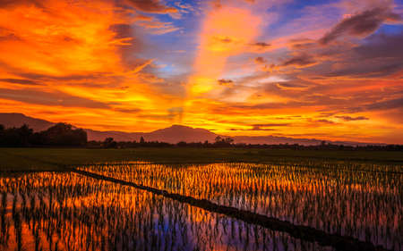 Young rice field against reflected sunset sky, Chiang Mai, Thailandの写真素材