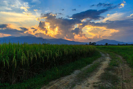 Young rice field with mountain sunset background, Chiang Mai, Thailandの写真素材