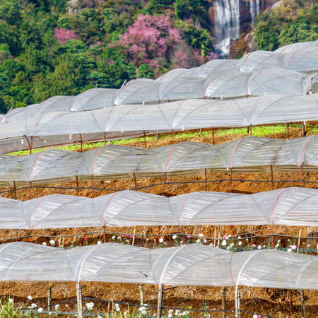 Cascade greenhouse plant with waterfall background, Royal Project , Doi Inthanon, Chiang Mai, Thailandの写真素材