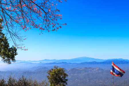 Beautiful cherry blossom against blue sky, Chiang Mai, Thailandの写真素材