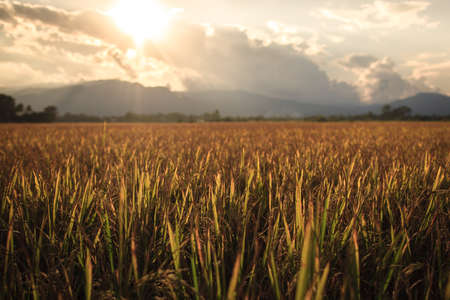 Rice field with mountain sunset background, Chiang Mai, Thailandの写真素材