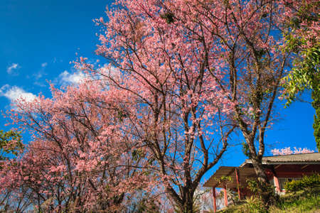 Cherry blossom blooming infront of house, Chiang Mai, Thailandのeditorial素材