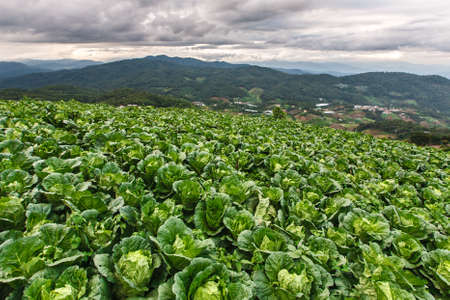 Organic cabbage field growing on tropical highland, Chaing Mai, Thailandの写真素材