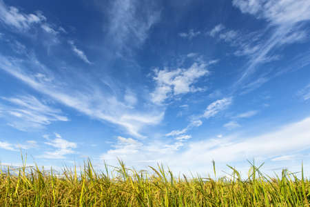 Rice field under cloudy sky, Chiang Mai, Thailand