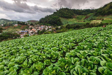 Organic cabbage field growing on tropical highland, Chaing Mai, Thailandの写真素材