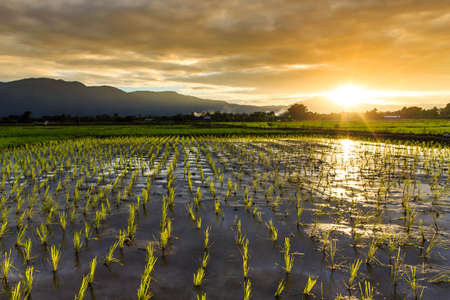Young rice field with mountain sunset background, Chiang Mai, Thailandの写真素材