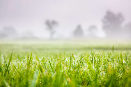 [Soft focus] Green rice field at dawn, Thailandの写真素材