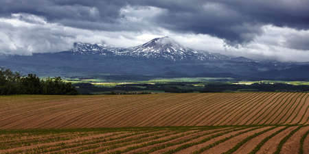Pattern green field with mountain ranges background, Furano, Hokkaido, Japanの写真素材