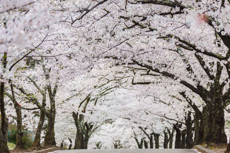 Cherry blossom or Sakura tunnel in japanese park, Joyama, Matsumoto, Japanの写真素材