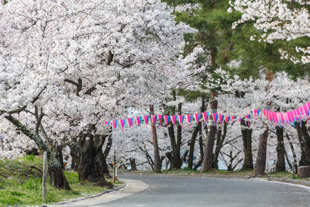 Cherry blossom in Joyama park during Hanami festival, Matsumoto, Japanの写真素材
