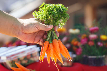 Mannually carrots quality control by hand of farmerの写真素材