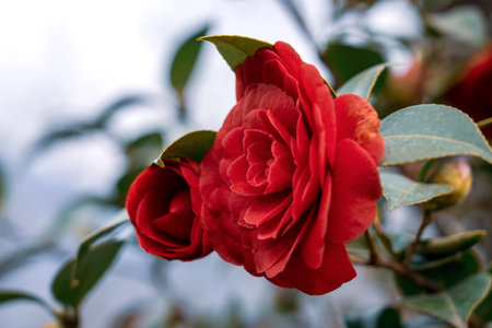 Red camellia flower on a background of green leaves in the gardenの素材